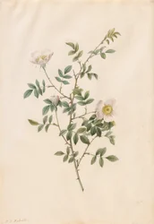 Brier Bush Rose eller Dog Rose (Rosa Sepium Rosea)