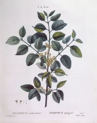 Havtorn (Rhamnus catharticus), Henry Louis Duhamel du Monceau, botanisk platta av Pierre Joseph Redouté
