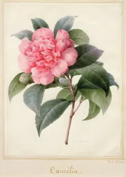 Camelia (akvarell med guld på veläng)
