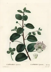 Kaprisbuske, Capparis spinosa. Handkolorerad stippelgravyr av Moret efter en illustration av Pierre-Joseph Redoute från Henri Louis Duhamel du Moncels Treat des Arbres et Shrustes, Paris