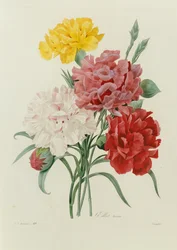 Nejlikor, från "Val av de vackraste blommorna", c.1833