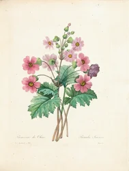 Kinesisk primulaväxt, graverad av Bessin, ur «Choix des Plus Belles Fleurs et des Plus Beaux Fruits», vol. II, 1827-33