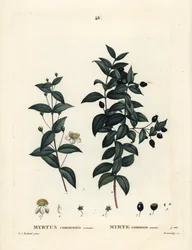 Vanlig myrten, Myrtus communis. Handfärgad stipplegravyr av Demachy efter en illustration av Pierre-Joseph Redoute från Henri Louis Duhamel du Moncels Treat des Arbres et Shrustes, Paris