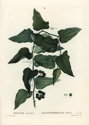 Vanlig smilax, grov bindweed, sarsaparilla eller medelhavssmiax, Smilax aspera (Smilax excelsa). Handkolorerad stipplegravyr av Mixelle l