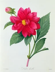 Dahlia Double (färgad gravyr)