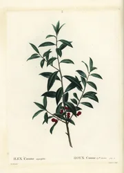 Dahoon järnek eller cassina, Ilex cassine. Handkolorerad stipplegravyr av Coqueret efter en illustration av Pierre-Joseph Redoute från Henri Louis Duhamel du Moncels Treat des Arbres et Shrustes, Paris