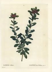 Daphne sericea (Daphne collina). Handkolorerad stipplegravyr av efter en illustration av Pierre-Joseph Redoute från Henri Louis Duhamel du Monceaus Treat des Arbres et Shrustes, Paris