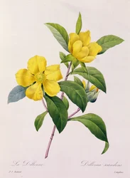 Dillenia Scandens (färgad gravyr)