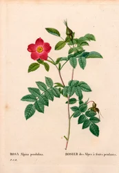 Under fruktad rosa alpin, Rosa pendulina. Handfärgad kopparsticksgravyr från Pierre Joseph Redoutes "" Les Roses,"" Paris