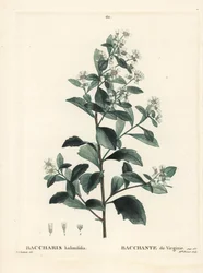 Östra baccharis, jordselbuske, havsmyrten eller saltbuske, Baccharis halimifolia. Handfärgad stipplegravyr av Miss Brenet efter en illustration av Pierre-Joseph Redoute från Henri Louis Duhamel du Moncels Treat des Arbres et Shrustes, Paris
