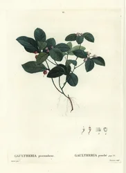 Östra tebär, schackbär eller boxbär, Gaultheria procumbens. Handfärgad stipplegravyr av Tassaert efter en illustration av Pierre-Joseph Redoute från Henri Louis Duhamel du Moncels Treat des Trees et Shrustes, Paris