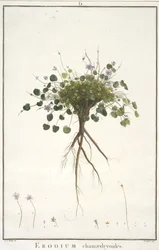 Erodium chamaedryoides, från Geraniologi, eller från historien om Erodius, Pelargonii, Monsonia och Grieli, illustrerad med ikoner, 1787-88 (handfärgad gravyr)