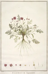 Erodius supracanum, från Geraniologi, eller från historien om Erodii, Pelargonii, Monsonia och Grieli, illustrerad med ikoner, 1787-88 (handfärgad gravyr)