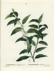 Fetterbush, Andromeda acuminata. Handfärgad stipplegravyr av Miss Brenet efter en illustration av Pierre-Joseph Redoute från Henri Louis Duhamel du Moncels Treat des Arbres et Shrustes, Paris