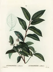 Fetterbush, Andromeda axillaris. Handkolorerad stippelgravyr av Moret efter en illustration av Pierre-Joseph Redoute från Henri Louis Duhamel du Moncels Treat des Arbres et Shrustes, Paris