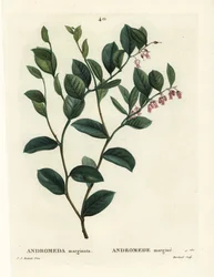 Fetterbush, Andromeda marginata. Handkolorerad stippelgravyr av J. Marchand efter en illustration av Pierre-Joseph Redoute från Henri Louis Duhamel du Moncels Treat des Arbres et Shrustes, Paris
