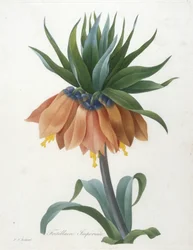 Fritillary Imperiale, från Choice Of The Most Beautiful Flowers and Most Beautiful Fruits, 1827