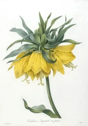 Fritillary, Imperiale gul sort, från valet av de vackraste blommorna och de vackraste frukterna, 1827 (handfärgad stipplegravyr)