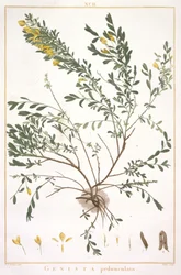 Genista pedunculata, från Stripes Nova or Less Known, 1784 (handfärgad gravyr)