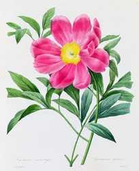 Stamlös Gentian (färgad gravyr)