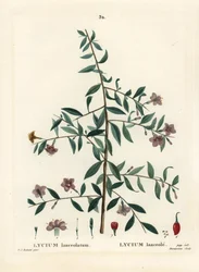 Gojibär eller kinesisk vargbär, Lycium barbarum (Lycium lanceolatum). Handkolorerad stippelgravyr av Du Ruisseau efter en illustration av Pierre-Joseph Redoute från Henri Louis Duhamel du Moncels Treat des Arbres et Shrustes, Paris