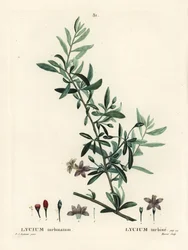 Gojibär eller kinesisk vargbär, Lycium barbarum (Lycium turbinatum). Handfärgad stipplegravyr av Moret efter en illustration av Pierre-Joseph Redoute från Henri Louis Duhamel du Moncels Treat des Arbres et Shrustes, Paris