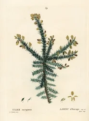 Gorse, furze eller whin, Ulex europaeus. Handkolorerad stippelgravyr av Moret efter en illustration av Pierre-Joseph Redoute från Henri Louis Duhamel du Moncels Treat des Arbres et Shrustes, Paris