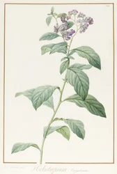Heliotropium Corymbosurn, 1812 (wc och bodycolour över grafit på pergament)
