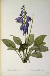 Hemerocallis Caerulea, från `Les Liliacees