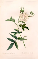 Hampabladig vit ros, Rosa alba var. cannabifolia, vit ros med hampablad. Handfärgad kopparsticksgravyr från Pierre Joseph Redoutes "" Les Roses,"" Paris