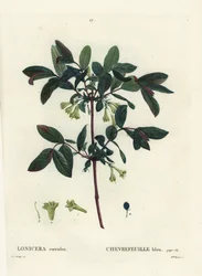 Honungsbär, Haskap bär, blåbär kaprifol, eller sötbär kaprifol, Lonicera caerulea. Handkolorerad stipplegravyr av Miss Brenet efter en illustration av Pierre-Joseph Redoute från Henri Louis Duhamel du Moncels Treat des Arbres et Shrustes