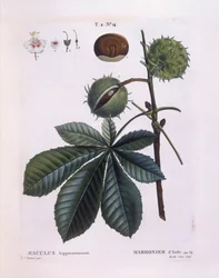 Hästkastanj eller Conkerträd (Aesculus hippocastanum), Henry Louis Duhamel du Monceau, botanisk platta av Pierre Joseph Redouté
