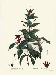 Hummingbird fuchsia, Fuchsia magellanica. Handkolorerad stippelgravyr av Du Ruisseau efter en illustration av Pierre-Joseph Redoute från Henri Louis Duhamel du Moncels Treat des Arbres et Shrustes, Paris