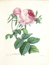 Hundrabladsros, graverad av Langlois, ur 