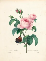 Hundrabladig ros, graverad av Langlois, från Choice of the Most Beautiful Flowers and Most Beautiful Fruits, Vol. I, 1827-33