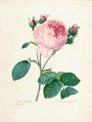 Hundrabladiga ros, från "Val av de vackraste blommorna och de vackraste frukterna", Vol. I, 1827-33
