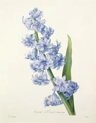 Hyacinthus orientalis (vanlig hyacint), graverad av Victor, ur «Choix des Plus Belles Fleurs», 1827