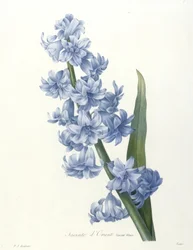 Orientalisk hyacint, blå variant, ur Urval av de vackraste blommorna och frukterna, 1827