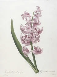 Orientalisk hyacint, rosa variant, Hyacinthus orientalis, ur Urval av de vackraste blommorna och de vackraste frukterna, 1827