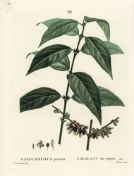 Japansk kryddpeppar, Chimonanthus praecox (Calycanthus praecox). Handkolorerad stippelgravyr av Moret efter en illustration av Pierre-Joseph Redoute från Henri Louis Duhamel du Moncels Treat des Arbres et Shrustes, Paris