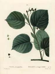 Storbladslind, Tilia platyphyllos. Handkolorerad stippelgravyr av Du Ruisseau efter en illustration av Pierre-Joseph Redoute från Henri Louis Duhamel du Moncels Treat des Arbres et Shrustes, Paris