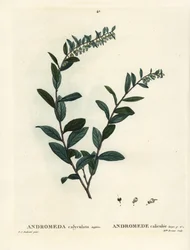 Läderblad, Chamaedaphne calyculata (Andromeda calyculata). Handkolorerad stippelgravyr av Miss Brenet efter en illustration av Pierre-Joseph Redoute från Henri Louis Duhamel du Moncels Treat of Trees et Shrustes, Paris