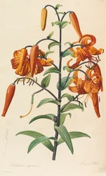 Liliaceae, 1804-1815.
