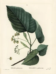Lindeträd, Tilia pubescens. Handkolorerad stipplegravyr av Moret efter en illustration av Pierre-Joseph Redoute från Henri Louis Duhamel du Moncels Treat des Arbres et Shrustes, Paris