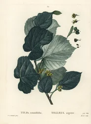 Lindeträd, Tilia rotundifolia. Handkolorerad stippelgravyr av Moret efter en illustration av Pierre-Joseph Redoute från Henri Louis Duhamel du Moncels Treat des Arbres et Shrustes, Paris