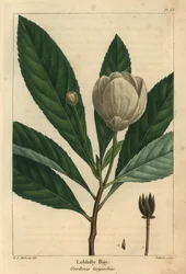 Loblolly bay, Gordonia lasyanthus (gravyr)