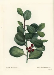 Madeirajärnek, Ilex perado (Holly de Madere, Ilex maderiensis). Handkolorerad stipplegravyr av Casenave efter en illustration av Pierre-Joseph Redoute från Henri Louis Duhamel du Moncels Treat des Arbres et Shrustes, Paris
