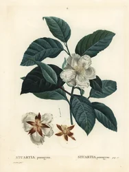 Malachodendron pentagynum (Stewartia eller Stuartia pentagyna). Handkolorerad stippelgravyr efter en illustration av Pierre-Joseph Redoute från Henri Louis Duhamel du Monceaus Treat des Arbres et Shrustes, Paris