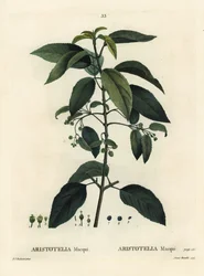 Maqui eller chilensk vinbär, Aristotelia chilensis (Aristotelia macqui). Handfärgad stipplegravyr av Aimee efter en illustration av Pierre-Joseph Redoute från Henri Louis Duhamel du Moncels Treat des Arbres et Shrustes, Paris