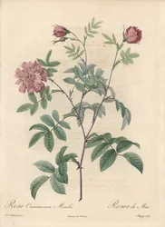 Majros eller kanelros - Eau forte de Chapuy, från en illustration av Pierre Joseph Redoute (1759-1840), utdrag från Les Roses